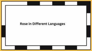 Rose in Different Languages